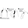 Posture Flexi